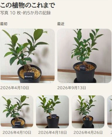ガジュマルの最初と最近の公開写真を並べ、日付ごとに変化を見返すAnyFoliaの画面