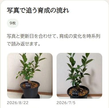 公開済みのガジュマルの写真2枚と、それぞれの日付が並ぶライトモードの写真タブ